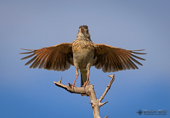 Rufous-naped Lark