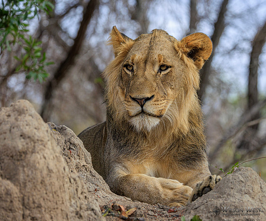 Lion