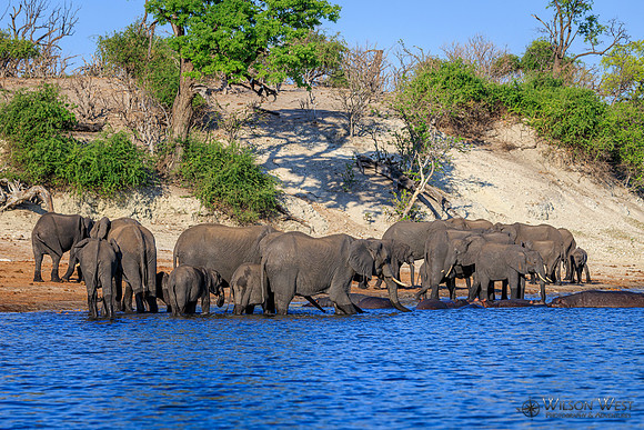 Elephant