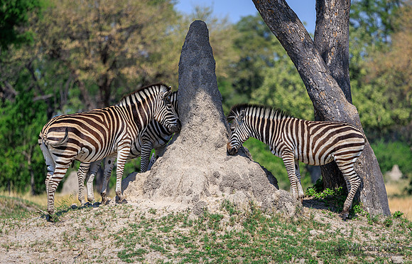 Burchell's Zebra