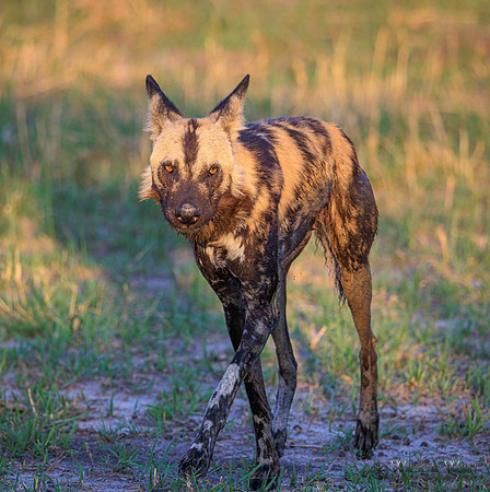 African Wild Dog