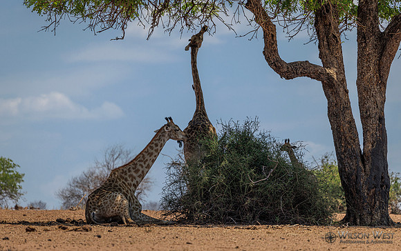 Giraffe
