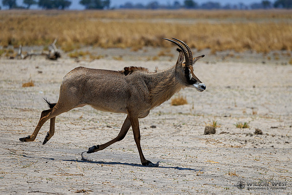 Roan Antelope
