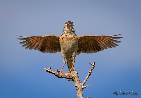 Rufous-naped Lark
