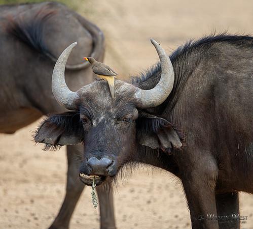 Cape Buffalo, Red-billed Oxpecker