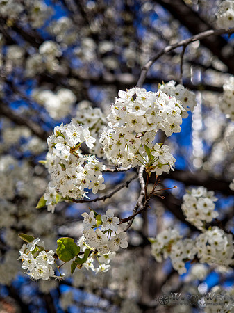 Cherry Blossoms