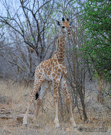 Giraffe