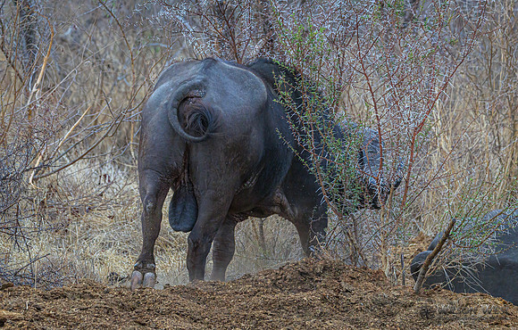 Cape Buffalo