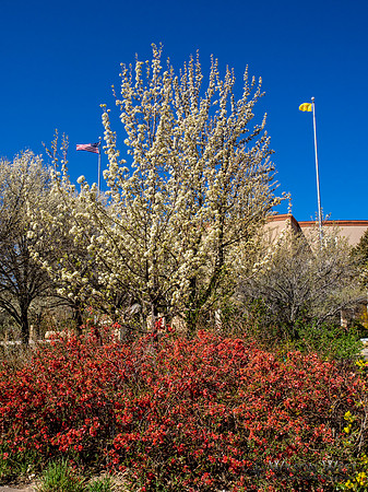 Flowers and Flags