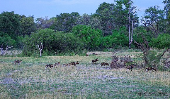 African Wild Dog