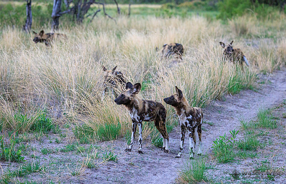 African Wild Dog