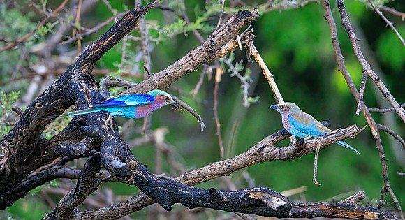 Lilac-breasted Roller