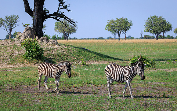 Burchell's Zebra