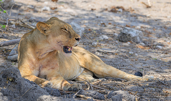 Lion