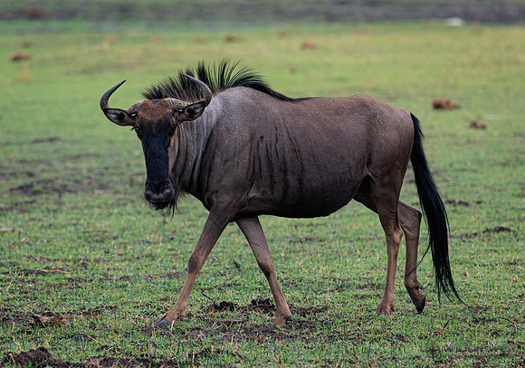 Blue Wildebeest