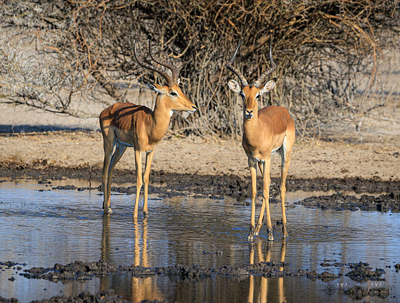 Impala