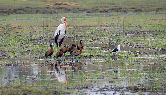 Black-winged Stilt, White-faced Whistling Duck, Yellow-billed Stork