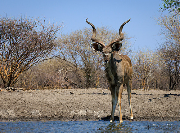Greater Kudu