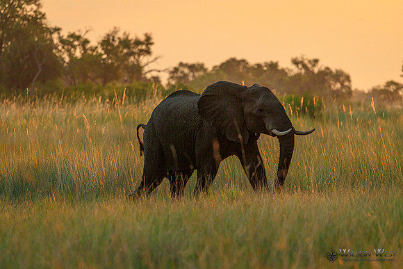 Elephant