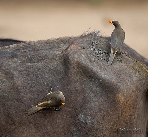 Red-billed Oxpecker, Cape Buffalo