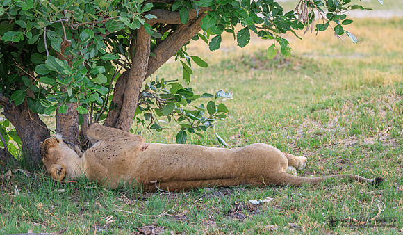 Lion
