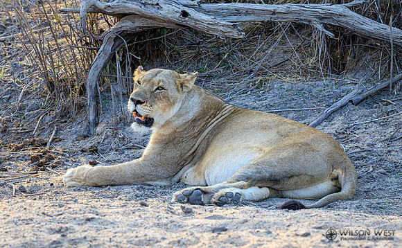 Lion