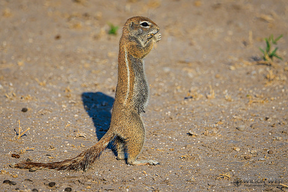 Ground Squirrel