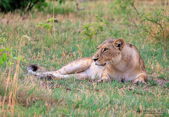 Lion