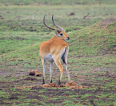 Red Lechwe
