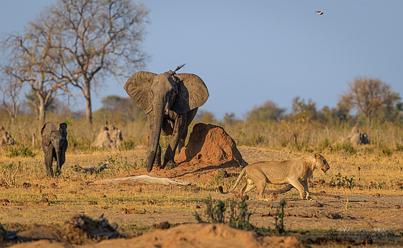 Lion, Elephant