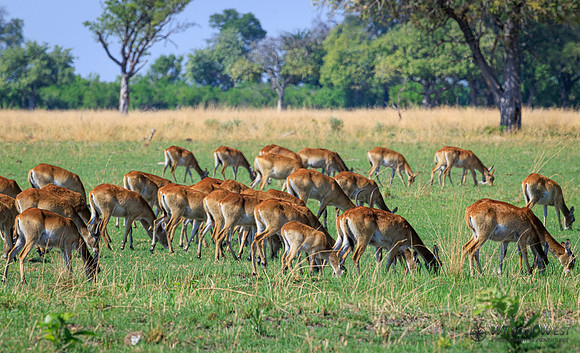Red Lechwe