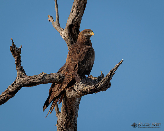 Black Kite