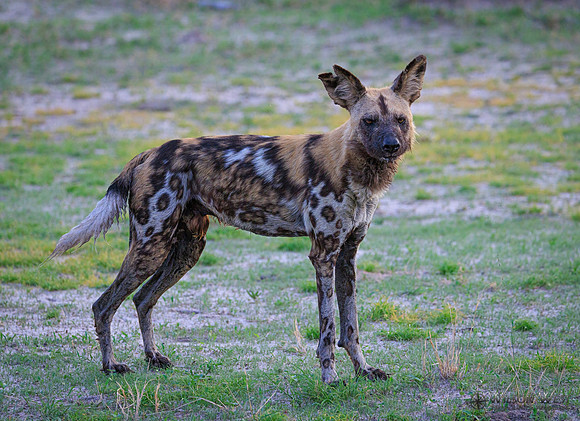 African Wild Dog