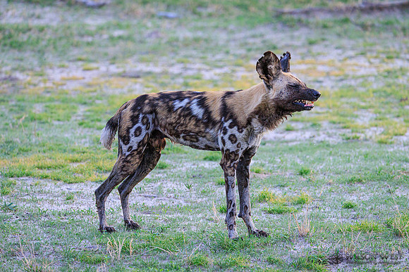 African Wild Dog