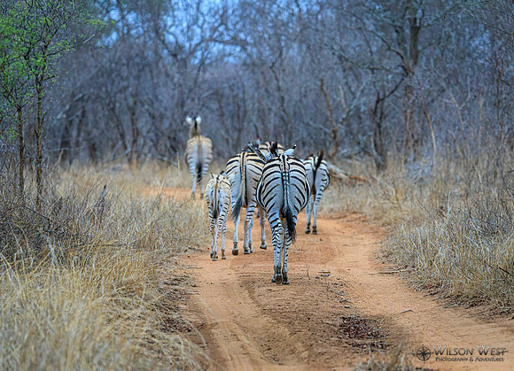 Burchell's Zebra