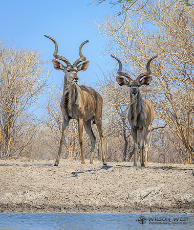 Greater Kudu