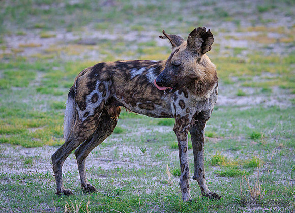 African Wild Dog