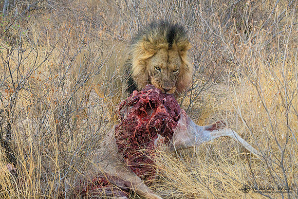 Lions eating a kudu