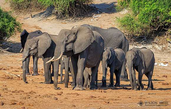 Elephant