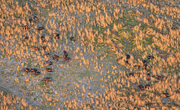 Okavango Delta Helicopter, Cape Buffalo