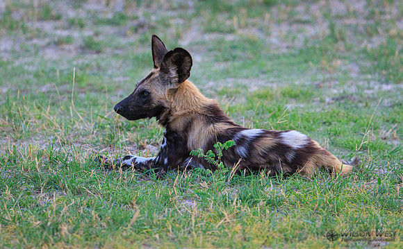 African Wild Dog