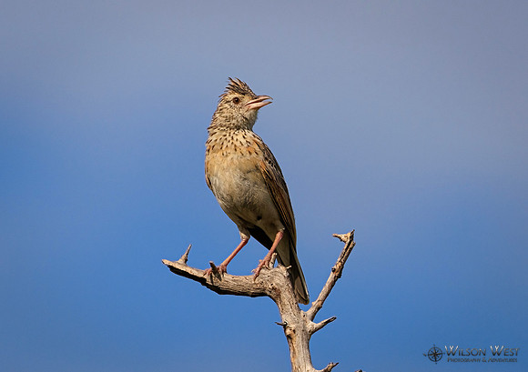 Rufous-naped Lark