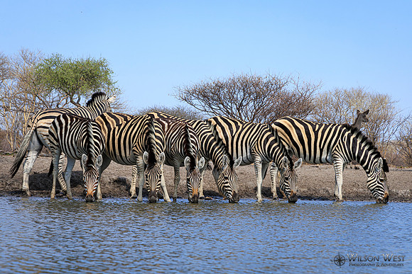 Burchell's Zebra