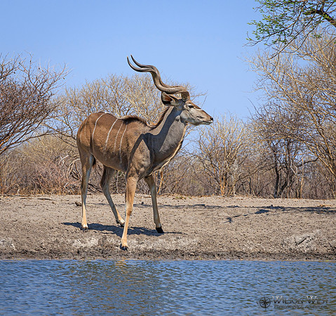 Greater Kudu