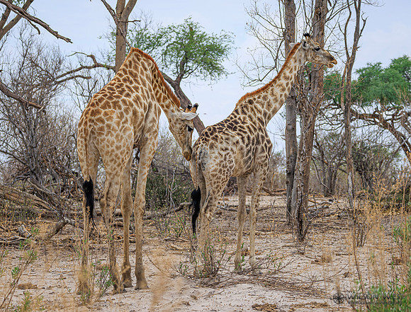 Giraffe