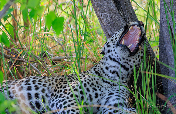 Leopard