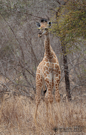 Giraffe