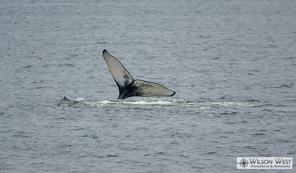 Minke Whale