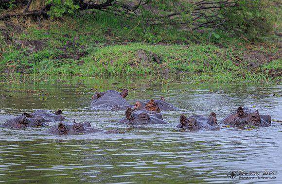 Hippopotamus