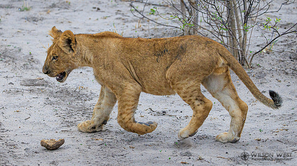 Lion